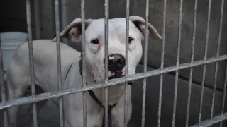 AME908. LOS ÁNGELES (ESTADOS UNIDOS), 12/01/2025.- Fotografía de un perro en Pasadena Humane Society este sábado, en Los Ángeles (Estados Unidos). Los refugios de animales en Los Ángeles están desbordados desde que hace seis días los incendios activos que hasta el momento han dejado al menos 16 muertos, acorralaron la ciudad con sus llamas. En ellos se albergan perros, gatos, caballos, tortugas y hasta cacatúas. EFE/ Mónica Rubalcava