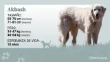 Ficha_Akbash