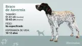 Ficha_Braco_Auvernia