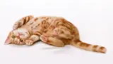 gato-naranja-rojo-tabby-rawpixel