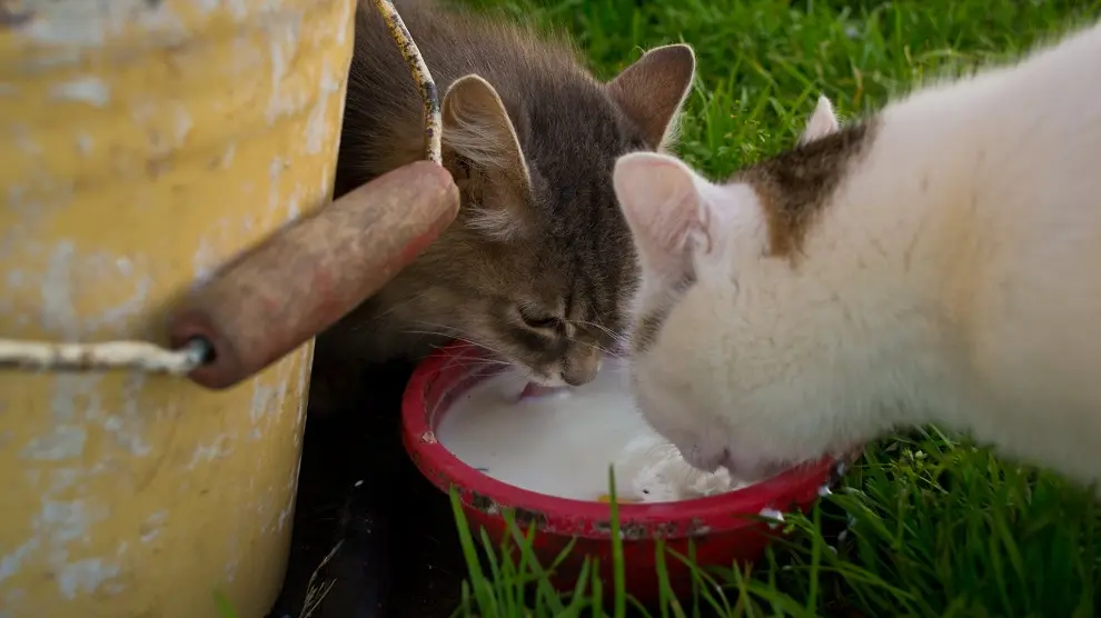 La gripe aviar alcanza a los gatos domésticos: ¿qué sabemos y cómo protegerlos?