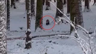 La panda roja Yen pasea tranquilamente por un bosque nevado.