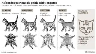 El patrón tabby es el más común entre los gatos, con cuatro aspectos tradicionales pero a los que se suman muchas mutaciones más específicas.