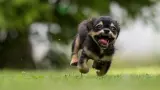Perro corriendo