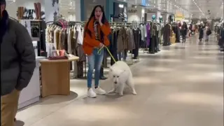 Perro hace sus necesidades en un centro comercial.