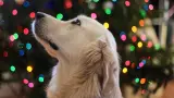 perro-navidad-pxhere.com