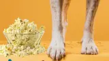 perros-patas-palomitas-Freepik