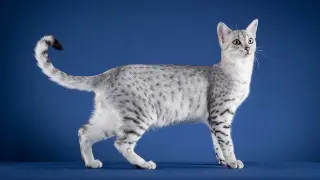 Gato de la raza mau egipcio color black silver con un patrón tabby spotted.