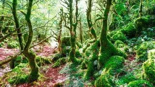 Selva de Irati en Navarra