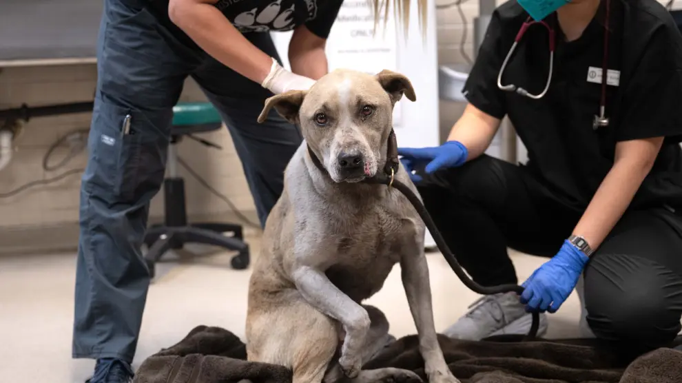 Los refugios de animales en Los Ángeles, sobrepasados por los incendios: "Estamos trabajando sin descanso"