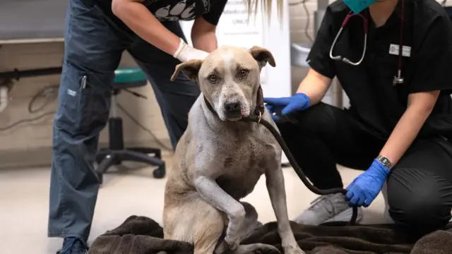 Un perro rescatado en los incendios de Los Ángeles.